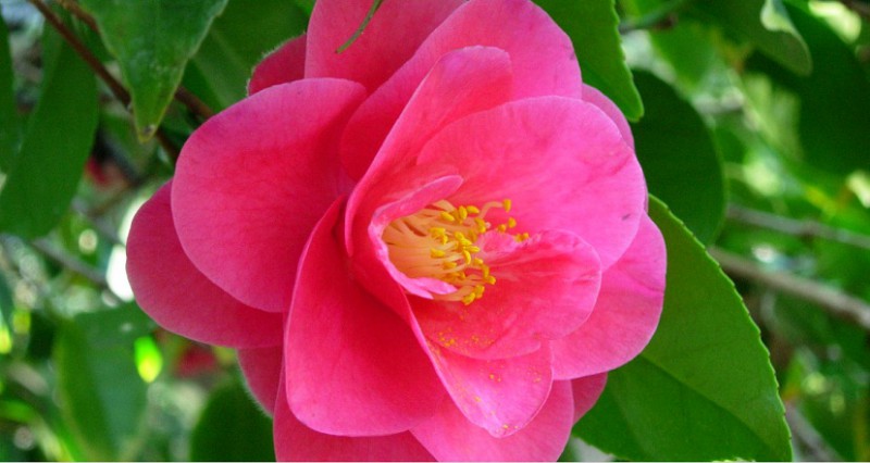 Camellia japonica 'Covina'