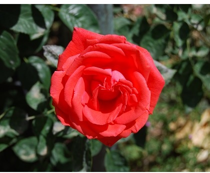 Floradora rose