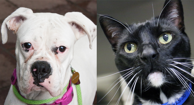 Pets of the Week at the Pasadena Humane Society