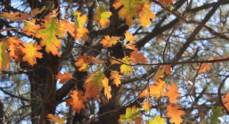 Autumn Comes to Descanso Gardens