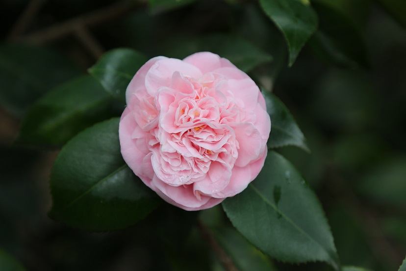 Camellia japonica 'Debutante'