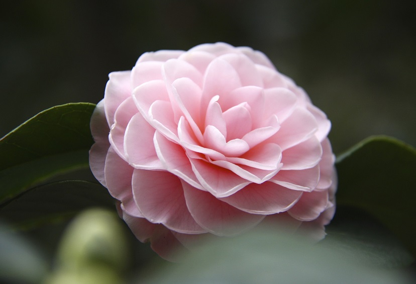 Camellia japonica 'Pink Perfection'