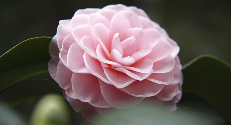 Celebrate Camellias, Cherry Blossoms and More with Descanso Gardens This February and March