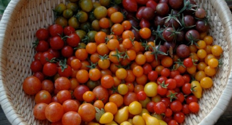 Call All Home Gardeners… It’s Time for TOMATOMANIA! 2018