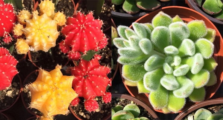 3 Mistakes People Make When Growing Cactuses