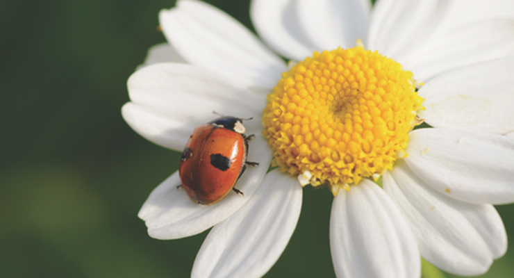 Community Gardening Classes: Your Path to Having a Green Thumb