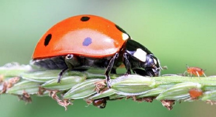 Take Home an Army of Nature’s Favorite Defenders During Armstrong Garden Centers’ Ladybug Weekend