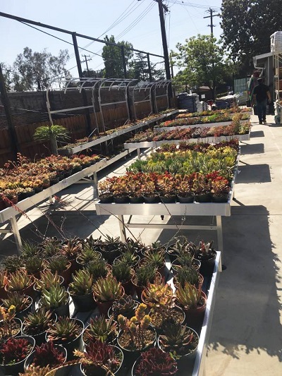 altadena nursery 1