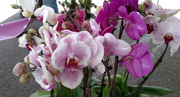 Tips on How to Take Care of those Orchids