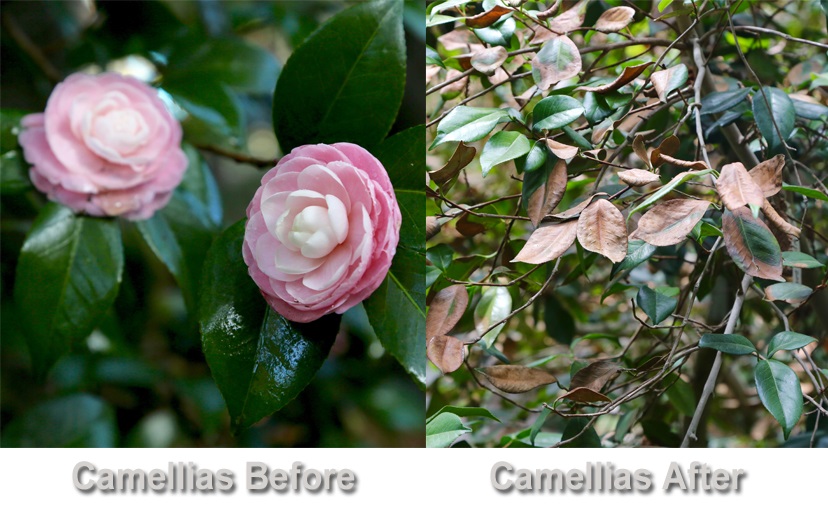 Camellias Before and After