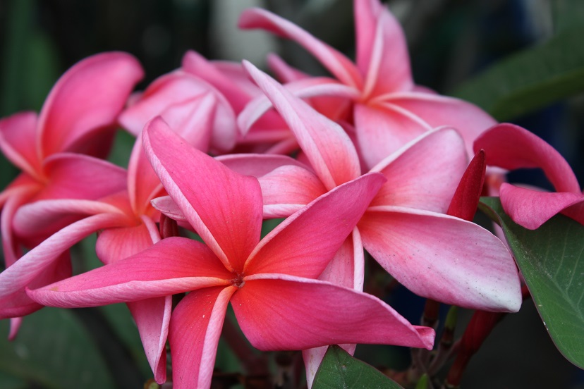 plumeria828